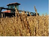 Assurance récolte : la Cour des compte publie un référé Assurance récolte : la Cour des compte publie un référé