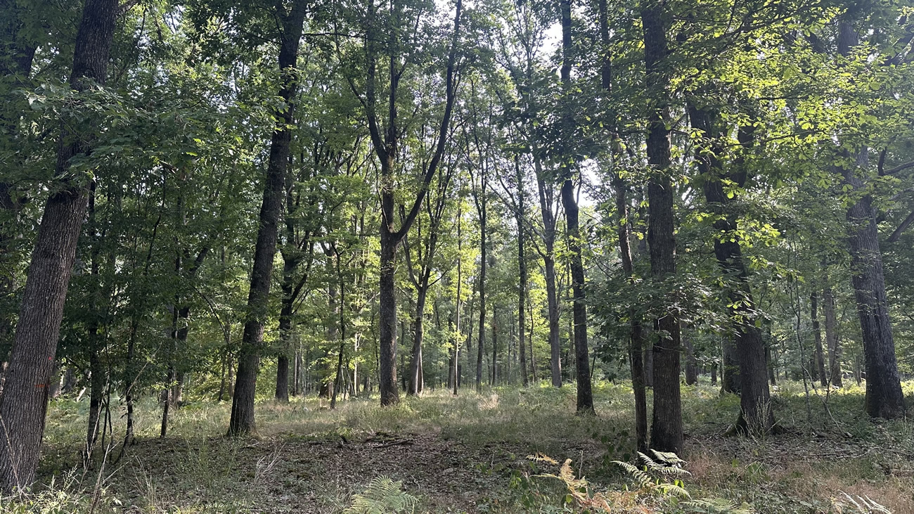 Forêt d’Ainay de Pontcharraud