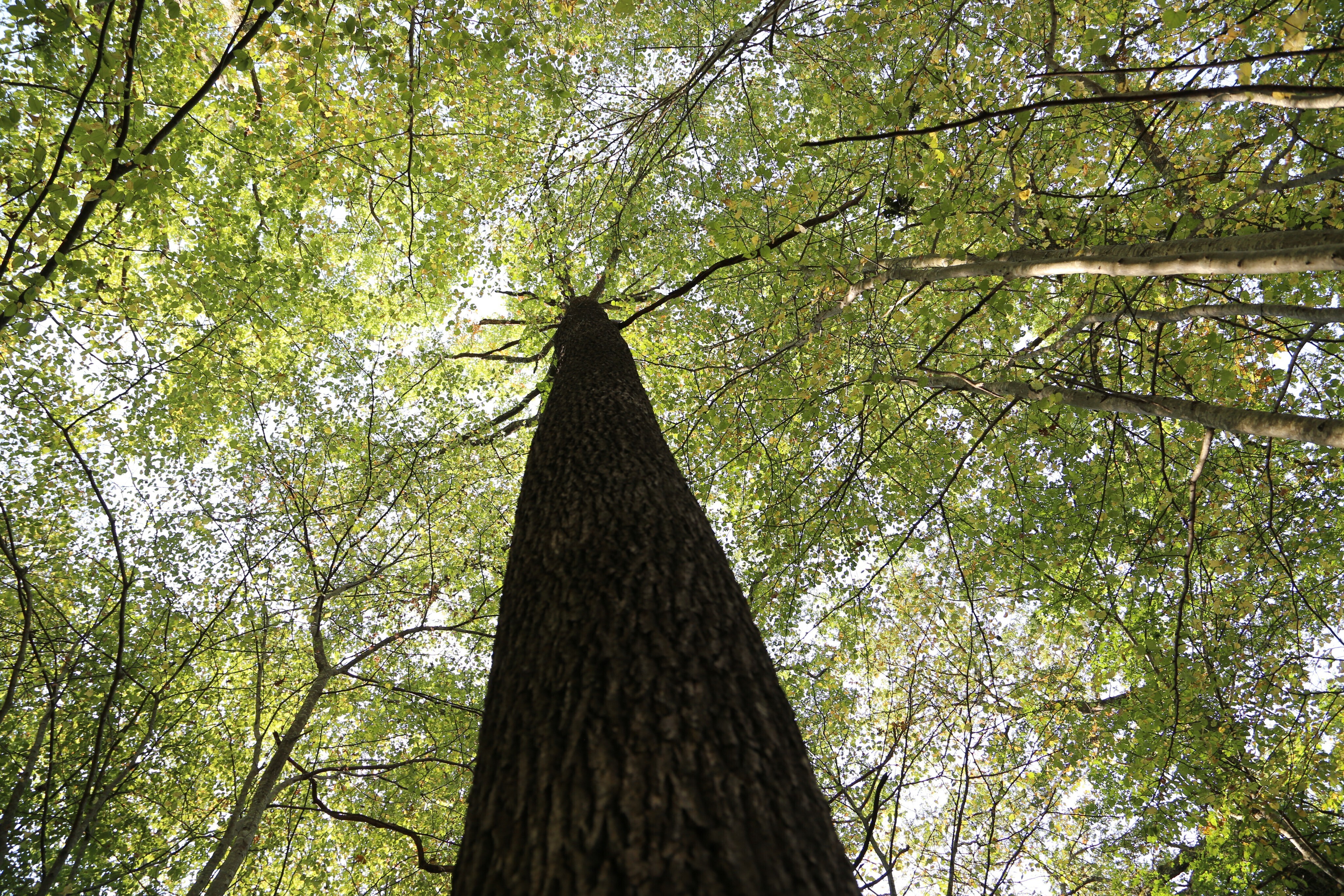Le GFI CœurForest 2 acquiert la forêt des Rollats, un ensemble forestier de 31 hectares