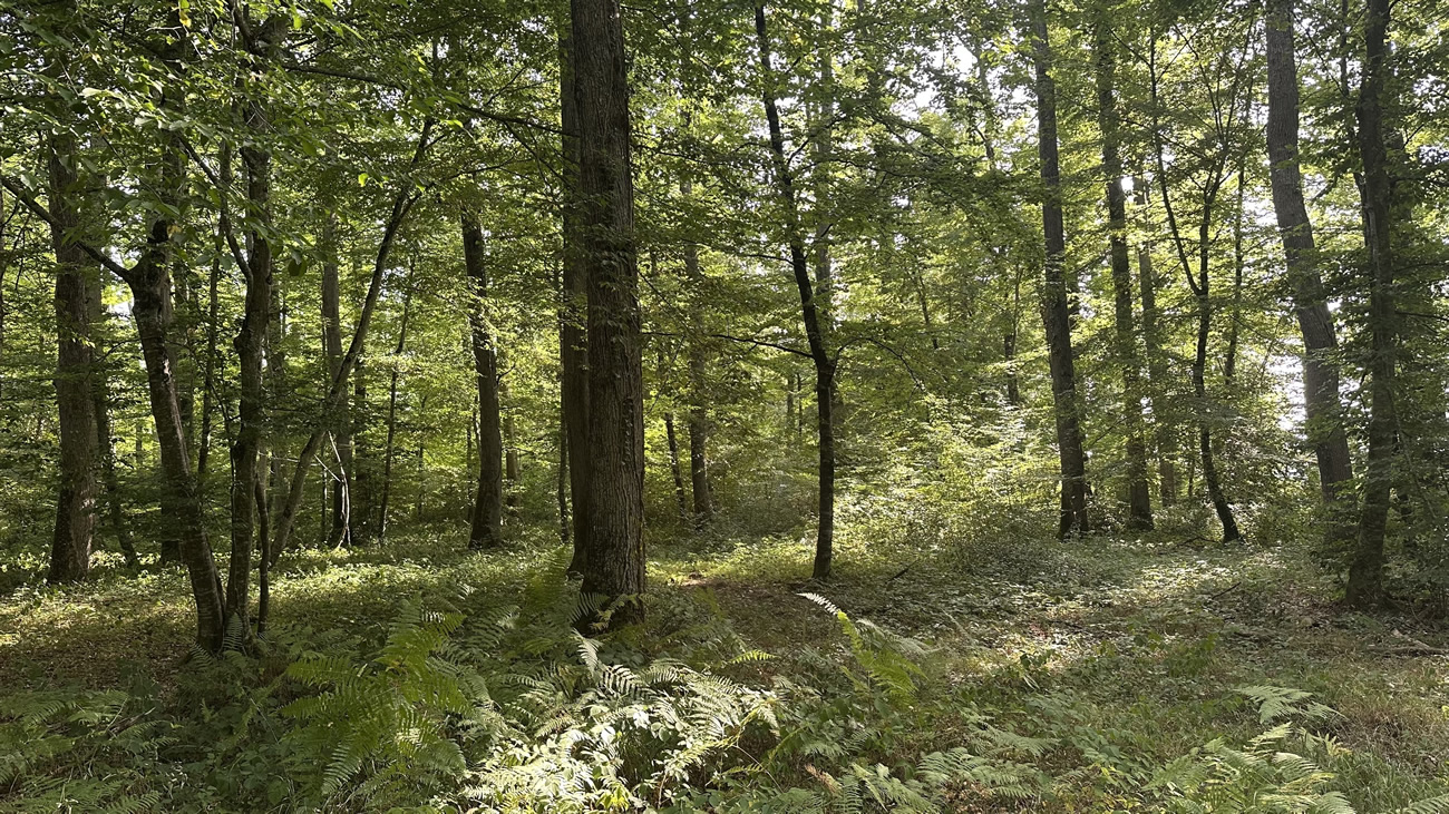Forêt d’Ainay-le-Château