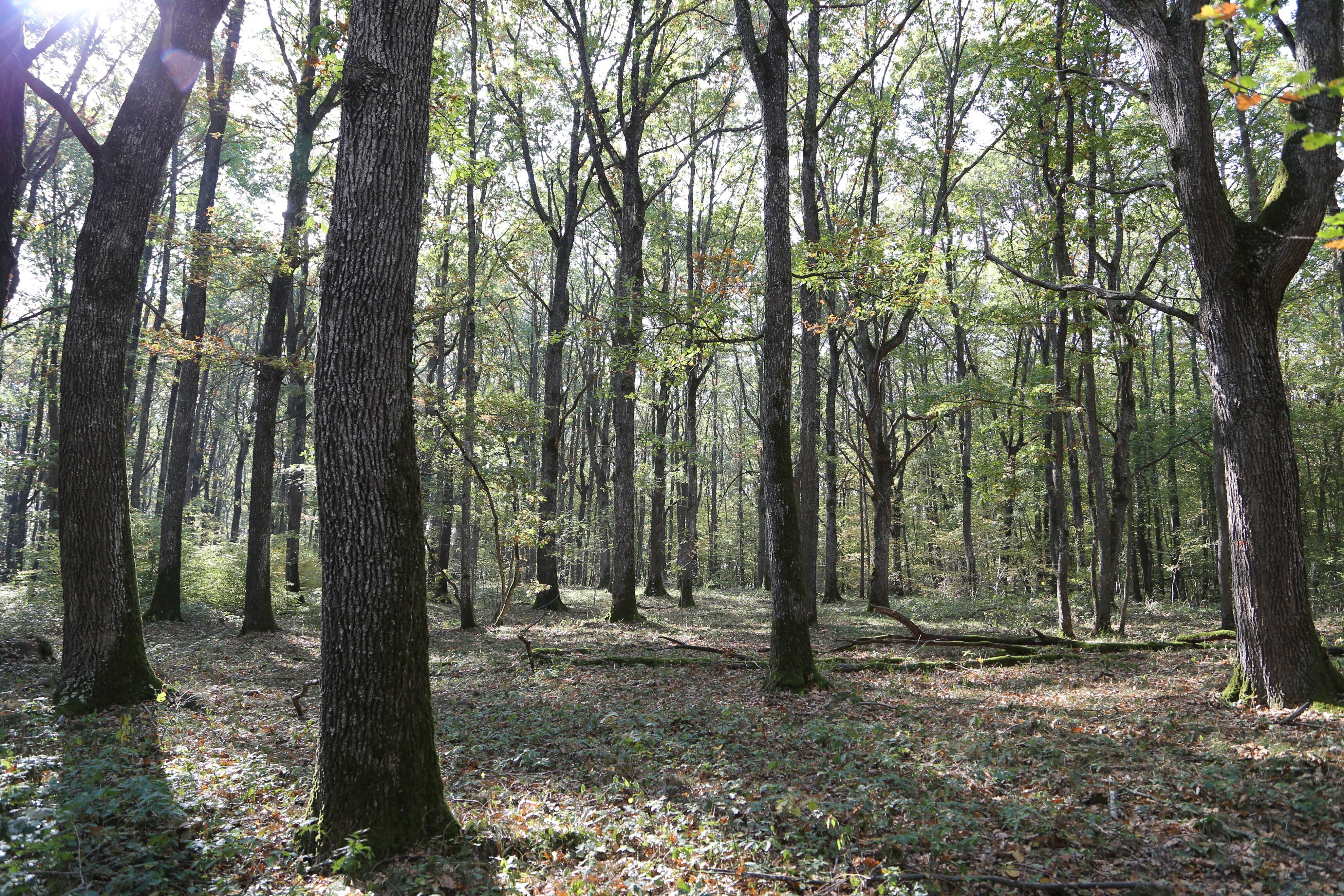 Le GFI CœurForest 2 acquiert la forêt des Rollats, un ensemble forestier de 31 hectares