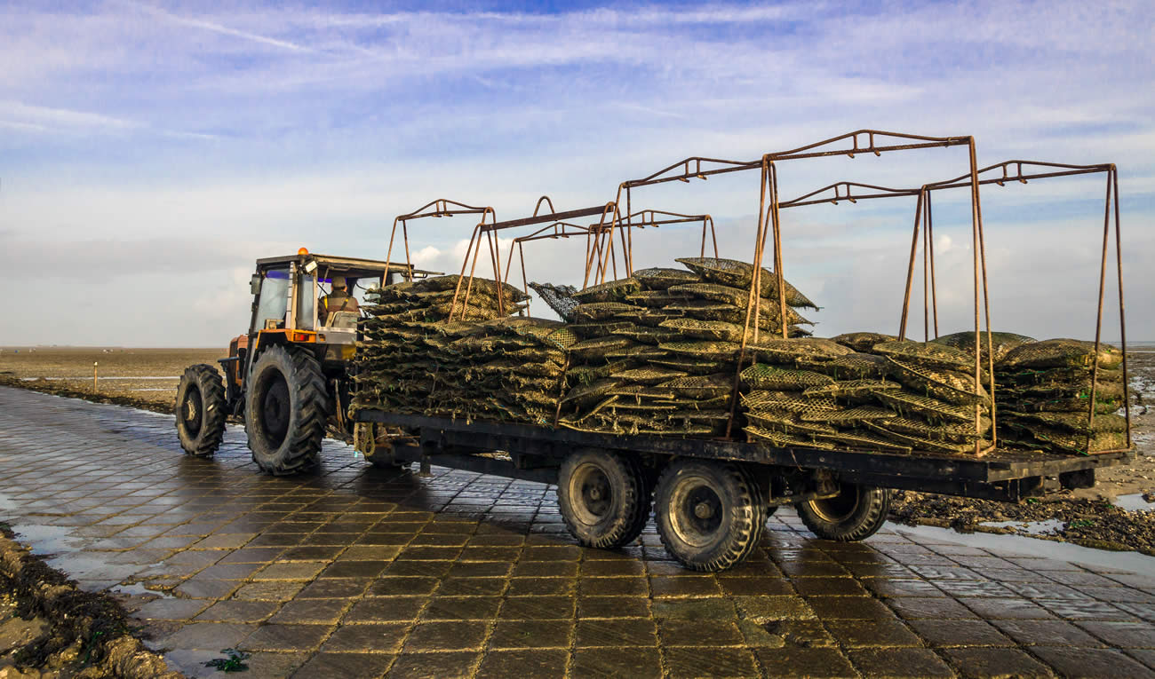 Soutien aux ostréiculteurs : de nouvelles mesures exceptionnelles annoncées Soutien aux ostréiculteurs : de nouvelles mesures exceptionnelles annoncées