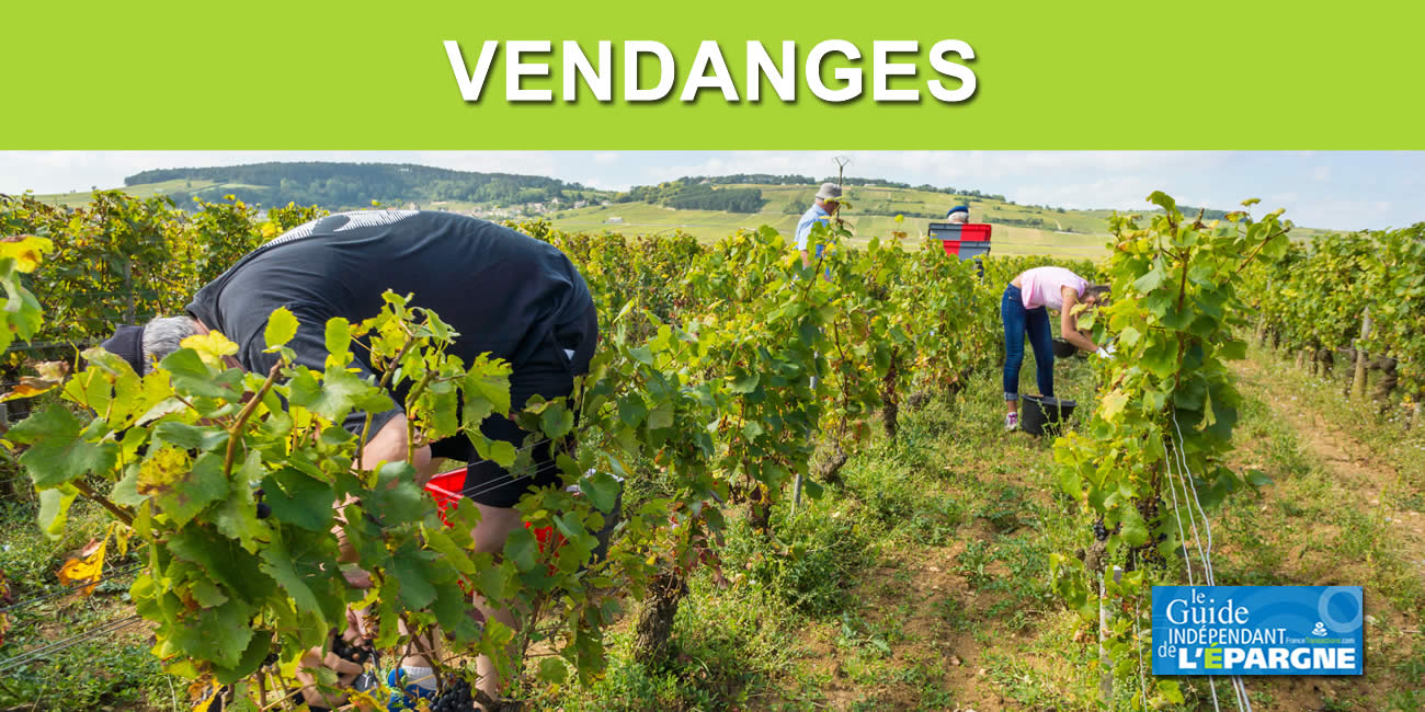 Une production de vin en France attendue en forte hausse en 2025, jusqu'à +17 % ! Une production de vin en France attendue en forte hausse en 2025, jusqu'à +17 % !