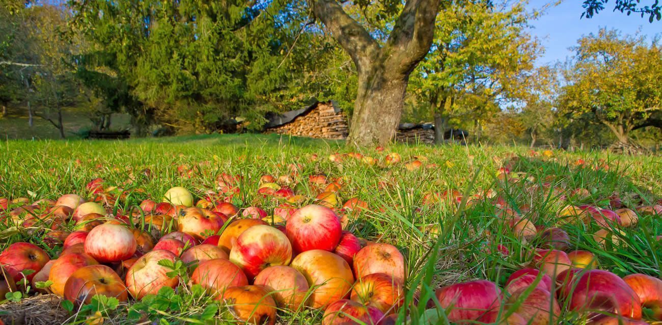 Aux arbres citoyens, récolter les fruits tombés à terre, les idées les plus simples restent les meilleures Aux arbres citoyens, récolter les fruits tombés à terre, les idées les plus simples restent les meilleures