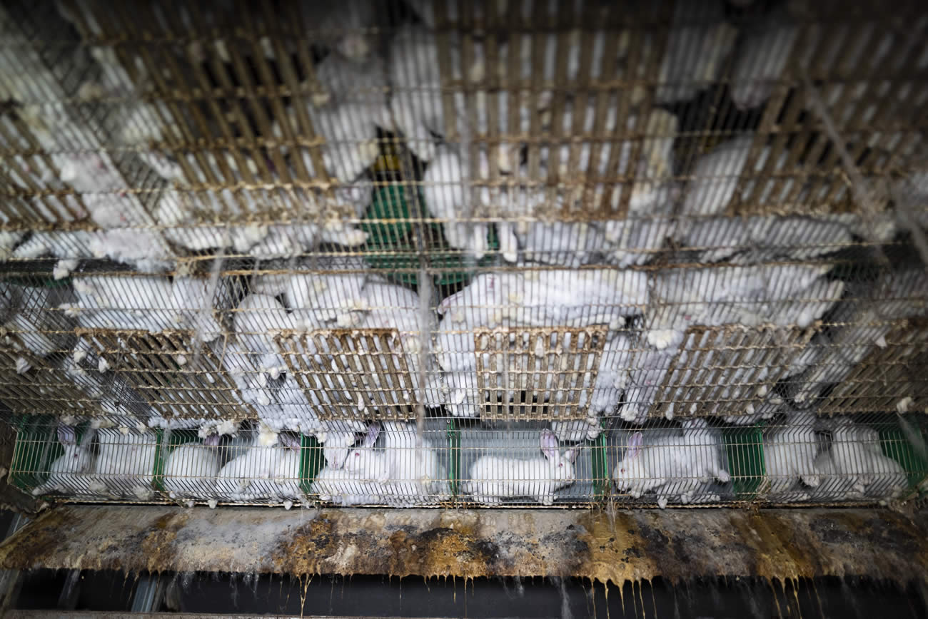 Salon de l'agriculture : L214 rappelle que les élevages intensifs font des ravages, enquête sur la production de lapins aux antibiotiques Salon de l'agriculture : L214 rappelle que les élevages intensifs font des ravages, enquête sur la production de lapins aux antibiotiques