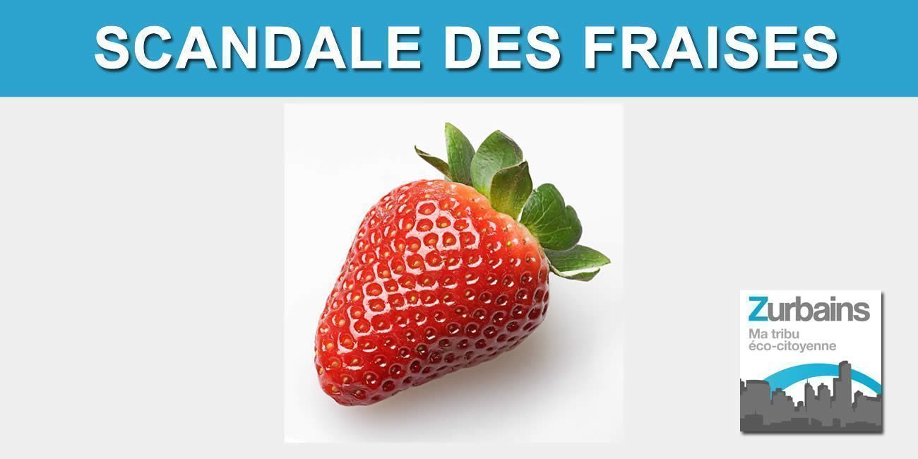 Fraises sans goût, muries dans les camions, sur les étales en avril ? Prix prohibitifs. Pourquoi continuer d'en acheter ? Fraises sans goût, muries dans les camions, sur les étales en avril ? Prix prohibitifs. Pourquoi continuer d'en acheter ?