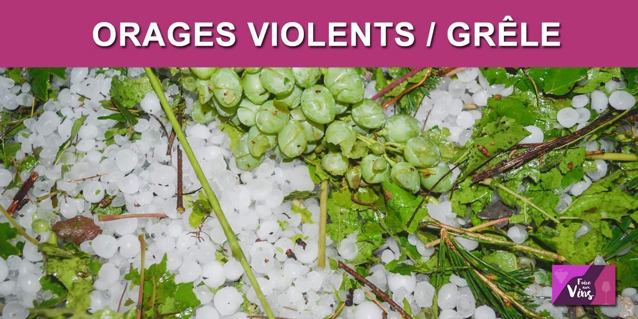 Orages de grêle de début juin 2022 : certains vignobles ont été durement touchés, près de 50% de la production perdue Orages de grêle de début juin 2022 : certains vignobles ont été durement touchés, près de 50% de la production perdue