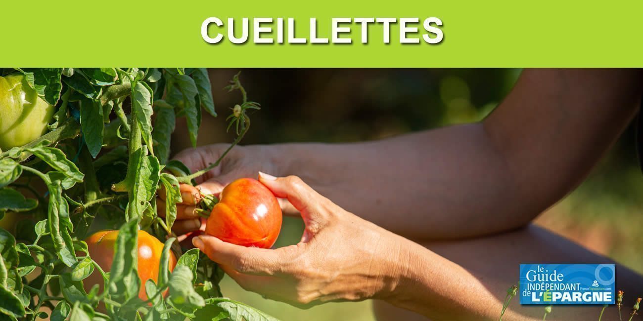 Fruits et légumes : les cueillettes permettent-elles vraiment de faire des économies ? Fruits et légumes : les cueillettes permettent-elles vraiment de faire des économies ?
