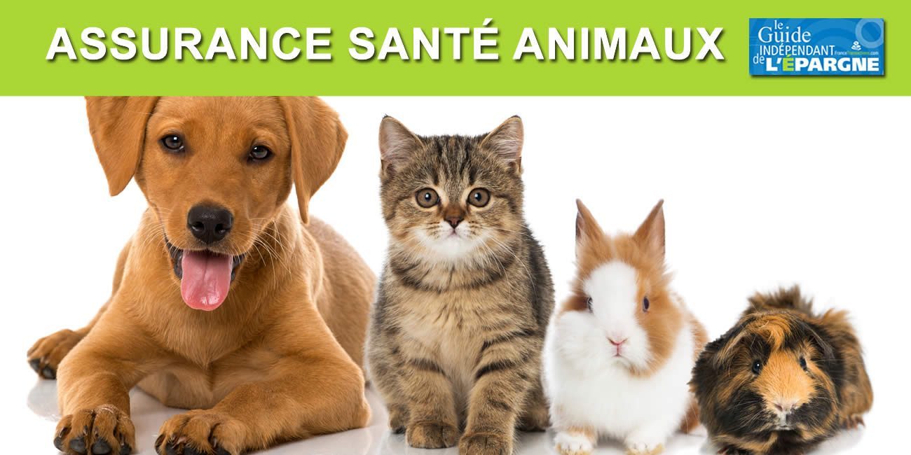 Chien, chat, lapin, et autres : comment choisir l'assurance santé de son animal de compagnie ?