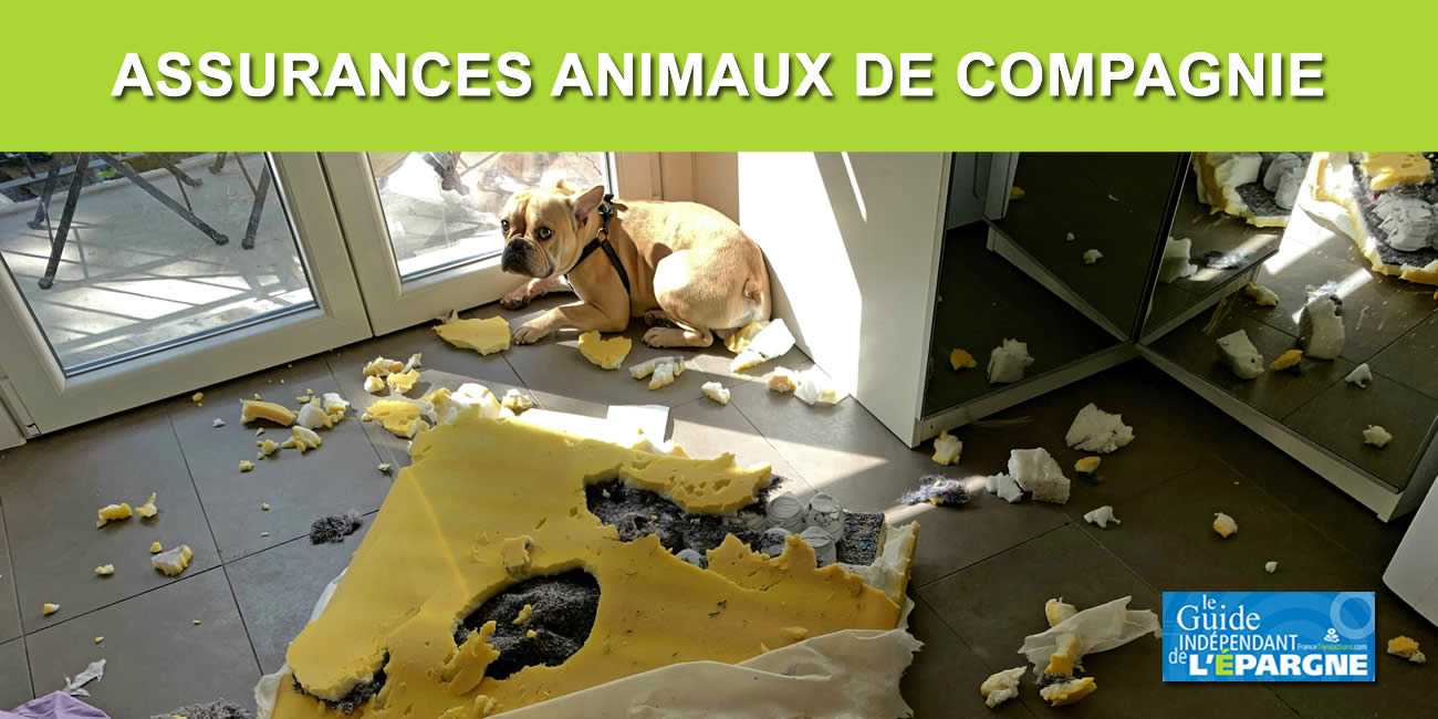Assurer mon chien contre le vol, mon chat contre les dégâts causés... Mon assurance habitation me couvre-t-elle ? Assurer mon chien contre le vol, mon chat contre les dégâts causés... Mon assurance habitation me couvre-t-elle ?