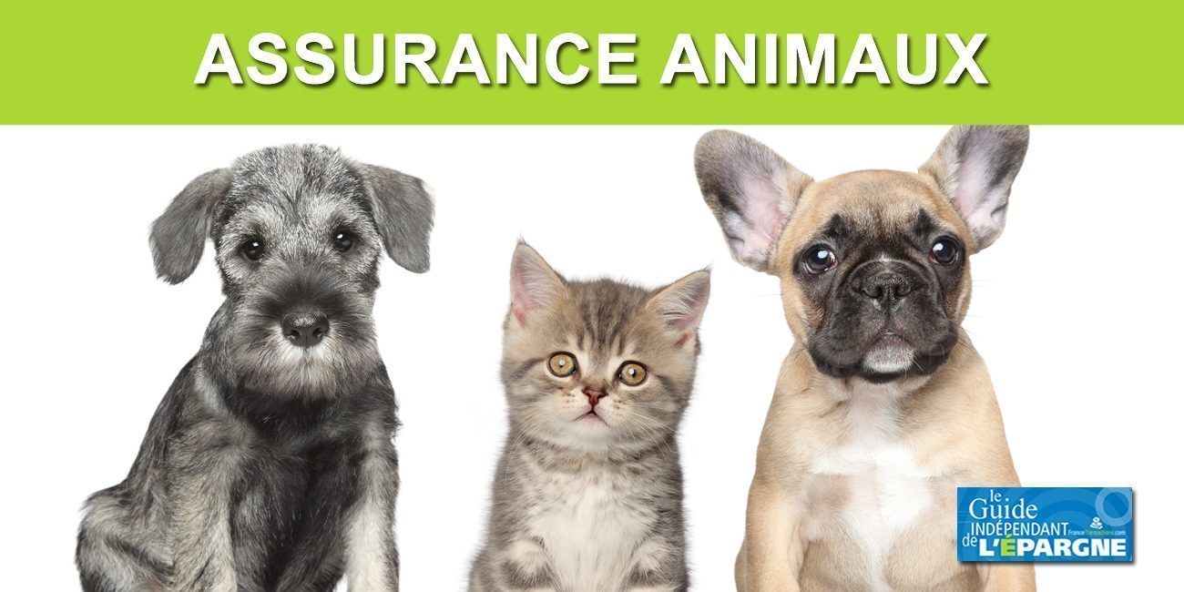 Comparatif 2024 des assurances animaux, chiens et chats
