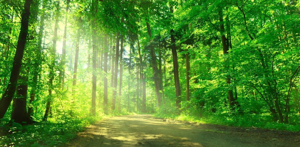 Placer dans les forêts, finance verte