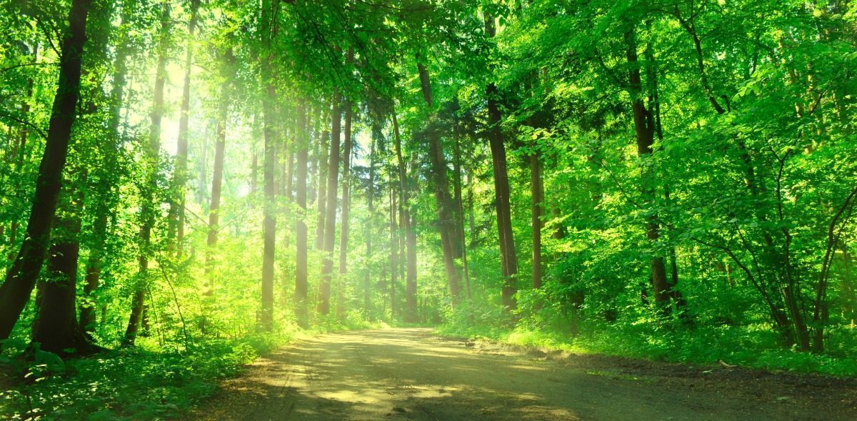 Placer dans les forêts, finance verte Placer dans les forêts, finance verte