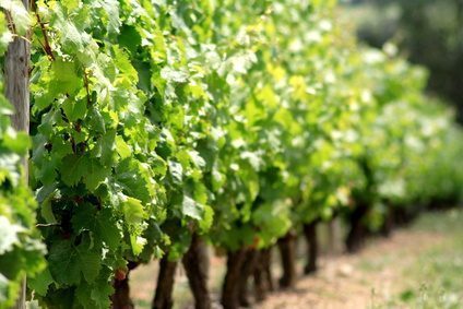 Vin : Les vendanges commencent, récoltes en faible quantité, mais le millésime 2012 s'annonce prometteur Vin : Les vendanges commencent, récoltes en faible quantité, mais le millésime 2012 s'annonce prometteur