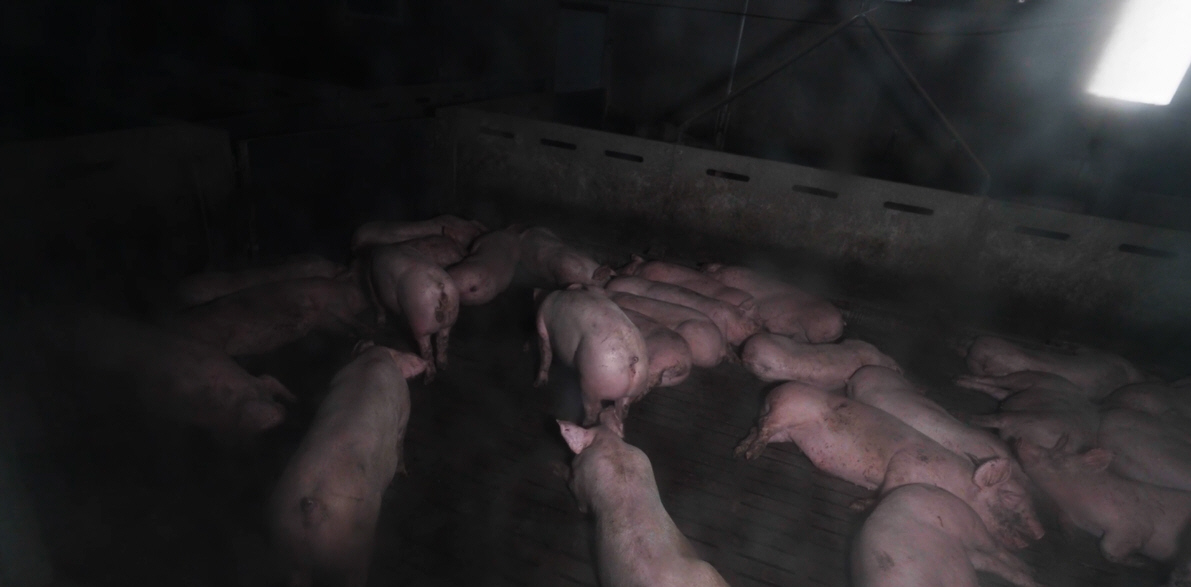 Elevage de cochons pour LIDL, le bien-être animal mis en cause : L214 porte plainte Elevage de cochons pour LIDL, le bien-être animal mis en cause : L214 porte plainte