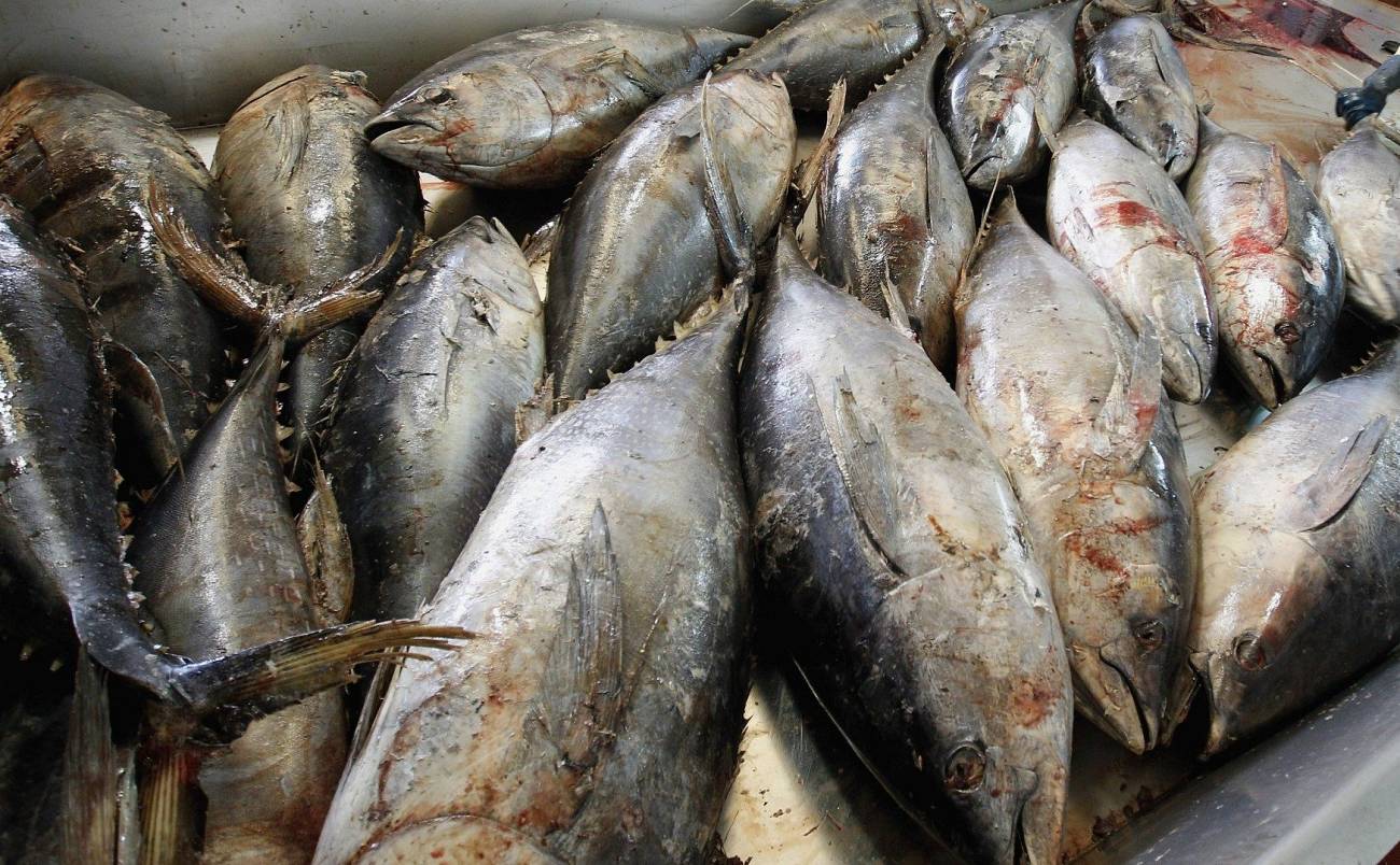 Commerce extérieur : la France importe de plus en plus son poisson Commerce extérieur : la France importe de plus en plus son poisson