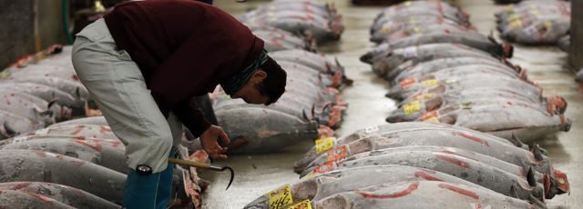 Le thon rouge se fait moins rare dans l'océan Le thon rouge se fait moins rare dans l'océan