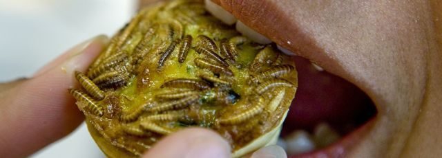 En Europe du Nord, les supermarchés proposent désormais des insectes En Europe du Nord, les supermarchés proposent désormais des insectes