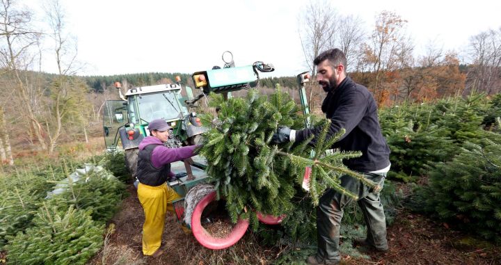 Au pays des sapins de Noël Au pays des sapins de Noël