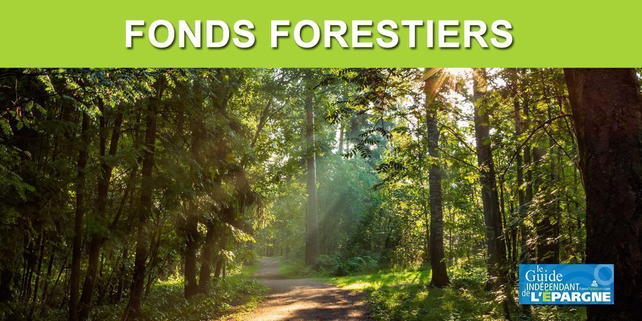 🌲 Groupements Forestiers 🌲 Groupements Forestiers