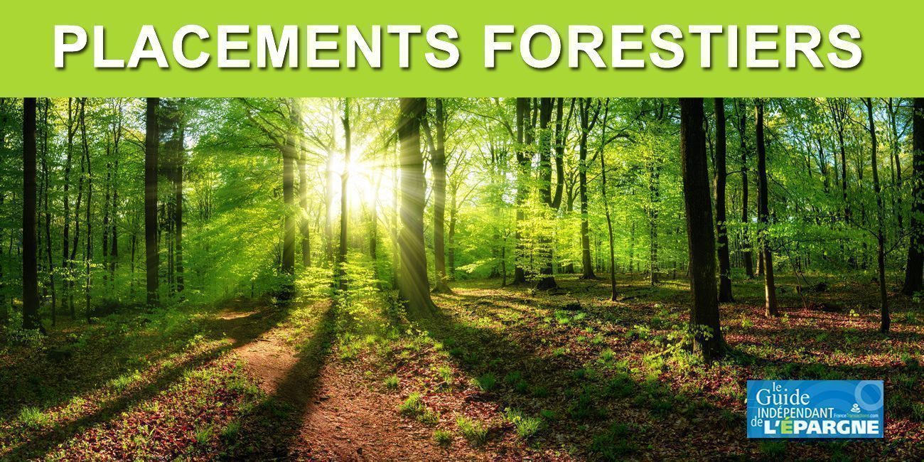 Placements forestiers : une classe d'actifs à part entière