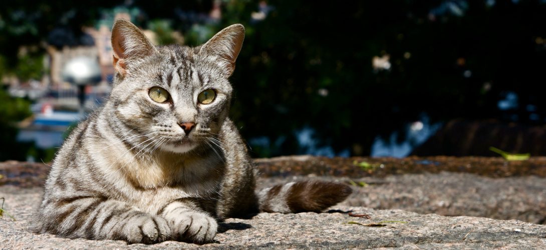 Faire attention à l'attention