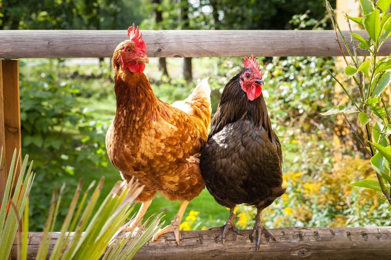 Hausse du prix des œufs dès 2022 ? Réduisez votre gaspillage alimentaire et épargnez en élevant quelques poules dans votre jardin !