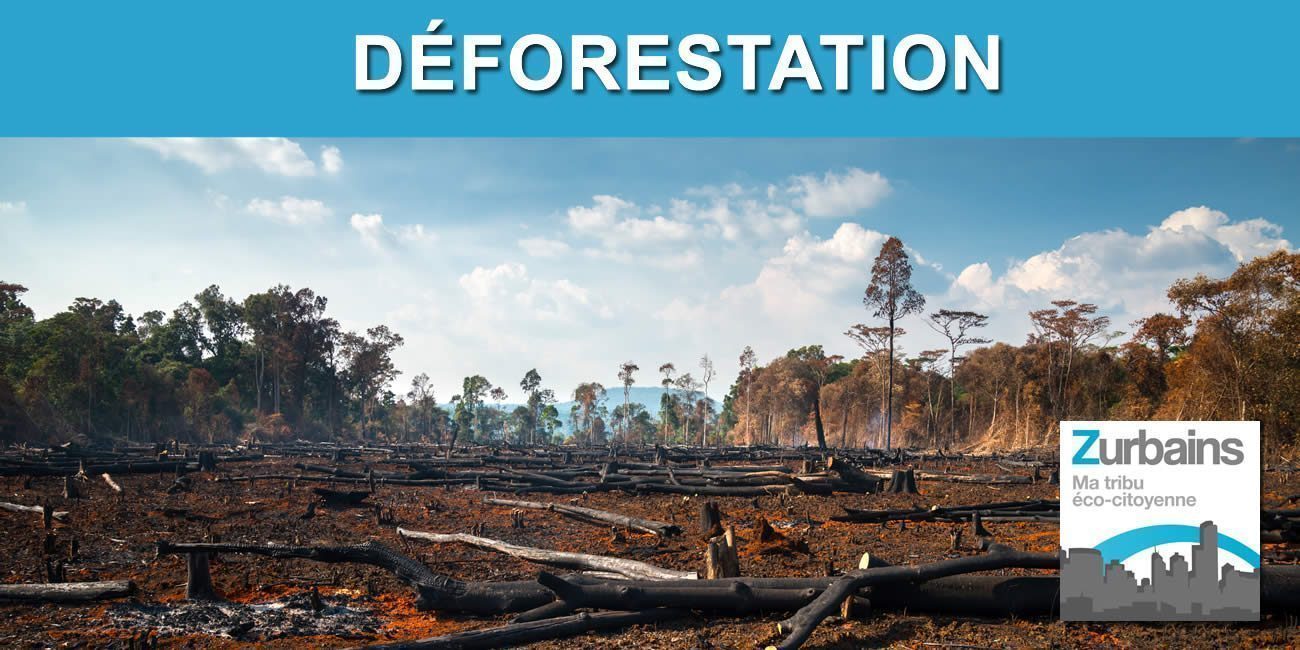 Comment ralentir la déforestation ? Réduisez votre consommation de viande, café, chocolat, avocat et soja !