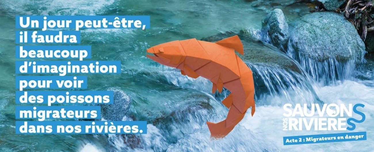 Sauvegardes d'espèces en voie de disparition : anguilles, esturgeons... Sauvons les espèces amphihalines !