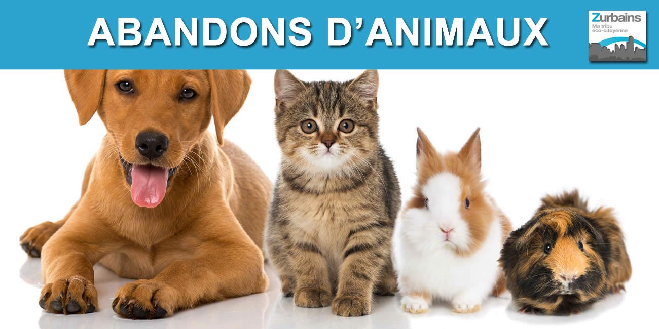 Abandons d'animaux (+11% en 2022) : un nouveau record inacceptable. Faut-il condamner directement ces actes de maltraitance à de la prison ferme ?