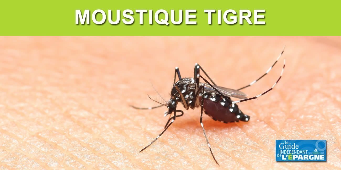 Canicule indienne en octobre en France : bien pour les économies d'énergie, mauvais pour la prolifération des moustiques Canicule indienne en octobre en France : bien pour les économies d'énergie, mauvais pour la prolifération des moustiques