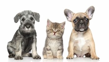 Combien coûte un animal de compagnie (chien, chat) à l'année ? Alimentation, hygiène, santé... Un budget de plus de 1.500€ par an ! Détails Combien coûte un animal de compagnie (chien, chat) à l'année ? Alimentation, hygiène, santé... Un budget de plus de 1.500€ par an ! Détails