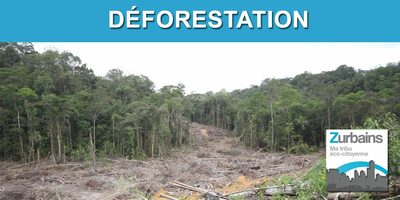 Lutte contre la déforestation mondiale, l'Union Européenne souhaite mieux nous orienter dans notre consommation Lutte contre la déforestation mondiale, l'Union Européenne souhaite mieux nous orienter dans notre consommation