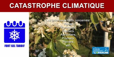 Assurances / Gels d'avril : seulement 3% des surfaces en arboricultures assurées, des dégâts estimés, au total, à plusieurs centaines de millions d'euros