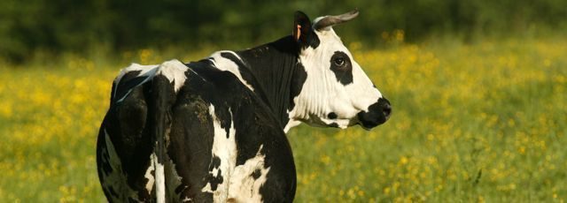 Un Super U investit dans une prairie pour élever ses vaches