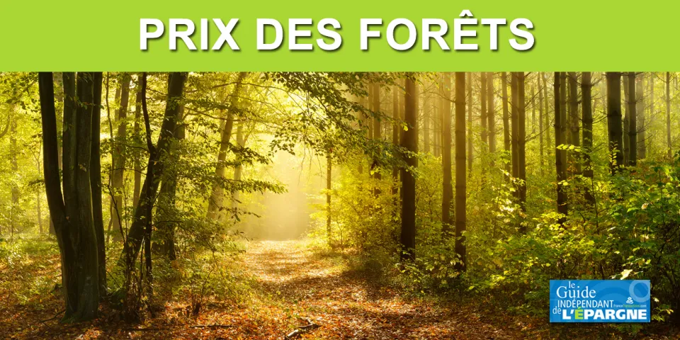 Combien Coute Une Foret Quel Est Le Prix D Un Hectare De Foret Guide Epargne