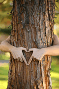 Voisinage et arbres trop grands : le voisin a trente ans pour se plaindre !