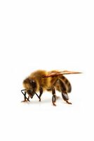 Les araignées au secours des abeilles ?