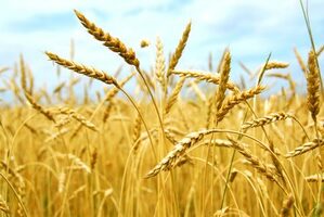 Justice/immobilier : un terrain exploité par un agriculteur peut être inconstructible...