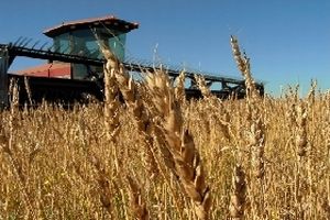 Production de blé : 2ième meilleure récolte française depuis ces 15 dernières années