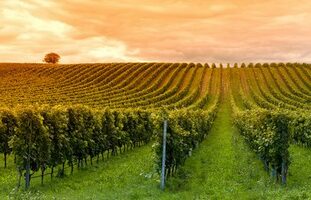 Marché du foncier rural morose, même dans les vignobles AOP