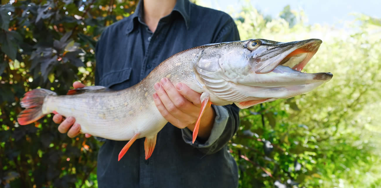 Ouverture de la pêche au Brochet ce 27 avril 2024